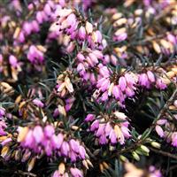 Heather Plant - Erica carnea 'Winterfreude'