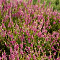 Heather Plant - Calluna vulgaris 'Gold Spronk'