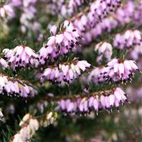 Heather Plant - Erica darleyensis 'J.W. Porter'