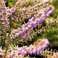 Heather Plant - Erica darleyensis 'Mary Helen'
