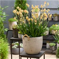 Anigozanthos 'Mysterious Beauty' - Kangaroo Paw