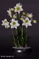 Multiflora Amaryllis White Garden