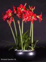 Multiflora Amaryllis Striped Garden