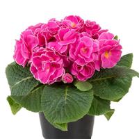 Primula rubens Pink - Double Primrose