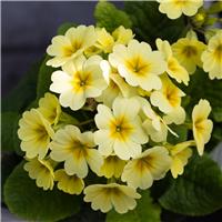 Primula veristar Lemon