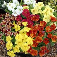 Mimulus x Hybrida 'Maximus Mixture' - Monkey Flowers