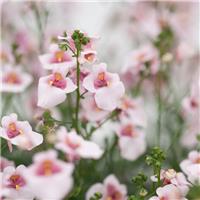 Diascia Appleblossom