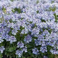 Nemesia fruticans Blue