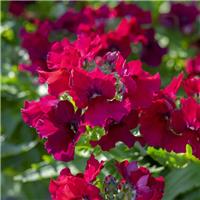 Nemesia fruticans Burgundy