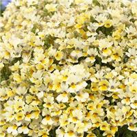 Nemesia fruticans Lemon