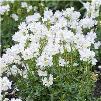 Nemesia fruticans White