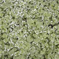 Nepeta Trailing Variegata