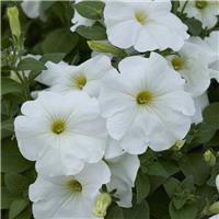 Petunia Surfinia White - Trailing Basket & Patio Plant
