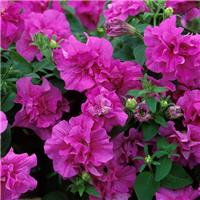 Petunia Double Tumbelina 'Candyfloss' - Trailing Basket & Patio Plant