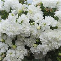 Petunia Double Tumbelina 'Diana' - Trailing Basket & Patio Plant