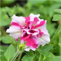 Petunia Double Tumbelina 'Rosy Ripple' - Trailing Basket & Patio Plant