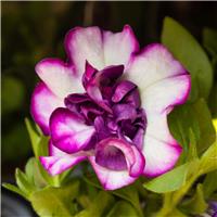 Petunia Double Tumbelina 'Nicola Purple Picotee' - Trailing Basket & Patio Plant