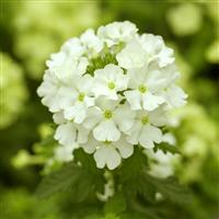 Verbena 'Apple Green' - Trailing Basket & Patio Plant