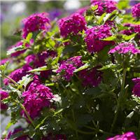Verbena 'Bright Rose'