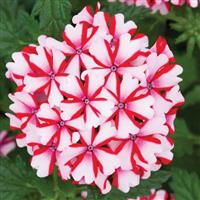 Verbena 'Candy Cane' - Trailing Basket & Patio Plant