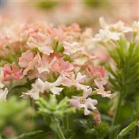 Verbena 'Peach' - Trailing Basket & Patio Plant
