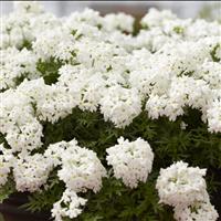 Verbena White' - Trailing Basket & Patio Plant