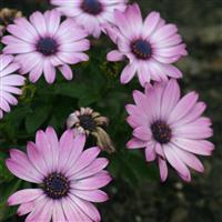 Osteospermum Light Purple