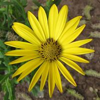 Osteospermum Yellow