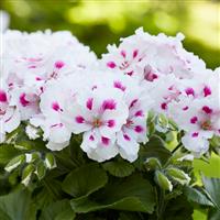 Regal Pelargonium Elegance 'Belinda White'