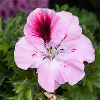 Regal Pelargonium Elegance 'David'