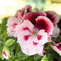 Regal Pelargonium Elegance 'Tony'