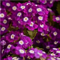 Verbena hybrida Quartz XP - Violet Eye