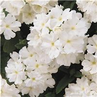 Verbena hybrida Quartz XP - White