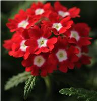 Verbena hybrida Quartz XP - Red With Eye
