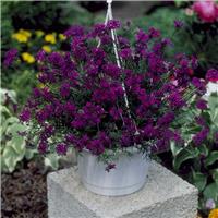 Verbena speciosa Imagination