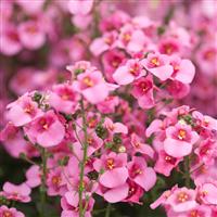 Diascia Pink