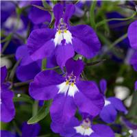 Lobelia Erinus Riviera Blue Eyes