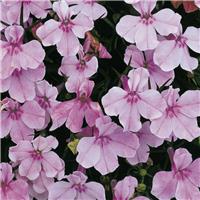 Lobelia erinus Riviera Lilac