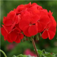 Large Geranium Red - Pelargonium - In Bud & Bloom