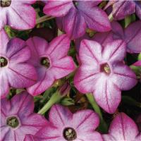 Nicotiana alata Saratoga Purple Bicolour