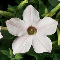 Nicotiana alata Saratoga Apple Blossom