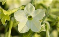 Large Nicotiana 'Lime Green'