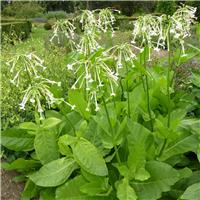 Nicotiana sylvestris - Flowering Tobacco