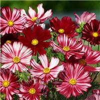 Cosmos bipinnatus Velouette
