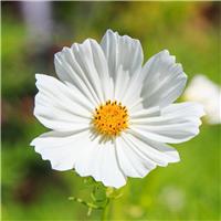 Cosmos bipinnatus Versailles White