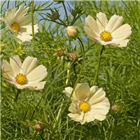 Cosmos bipinnatus Kiiro