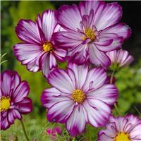 Cosmos bipinnatus Fizzy Rose Picotee