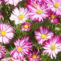 Cosmos bipinnatus Dwarf Purple Picotee