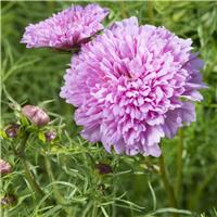 Cosmos bipinnatus Double Dutch Rose