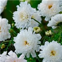 Cosmos bipinnatus Double Click Snowpuff